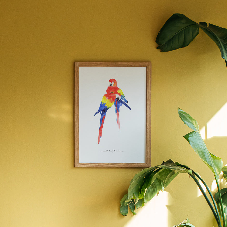 Scarlet Macaw Watercolour Fine Art Print