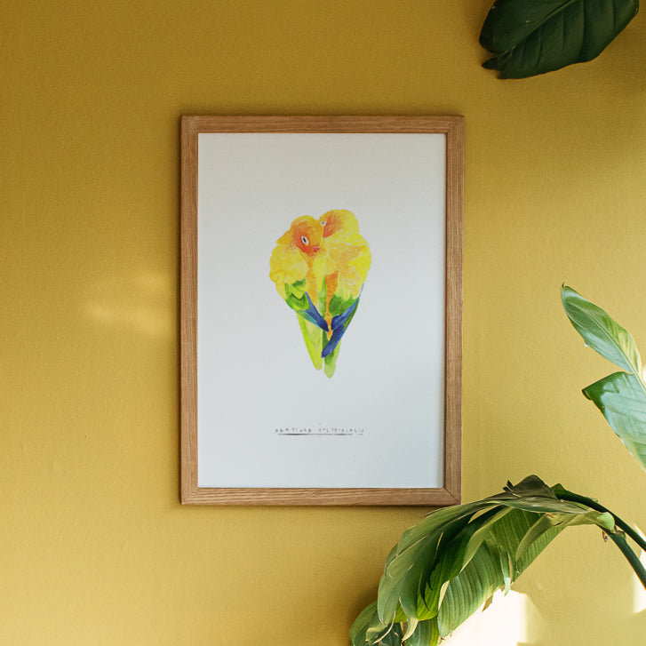 Sun Parakeet Watercolour Fine Art Print